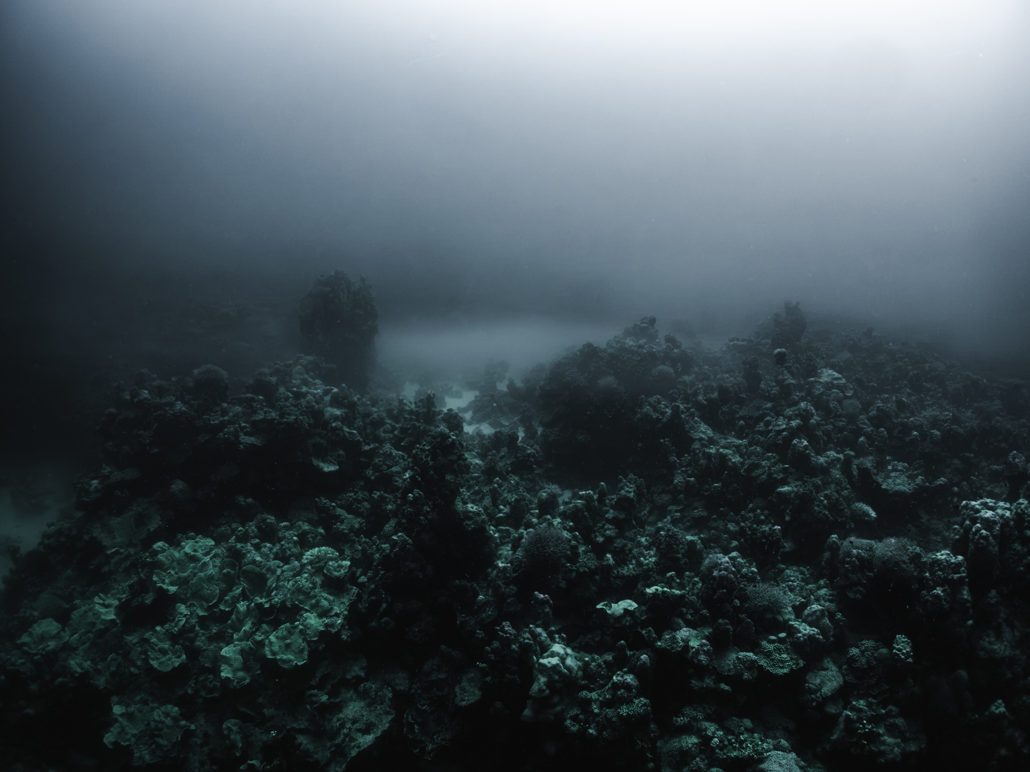 Coral Reef