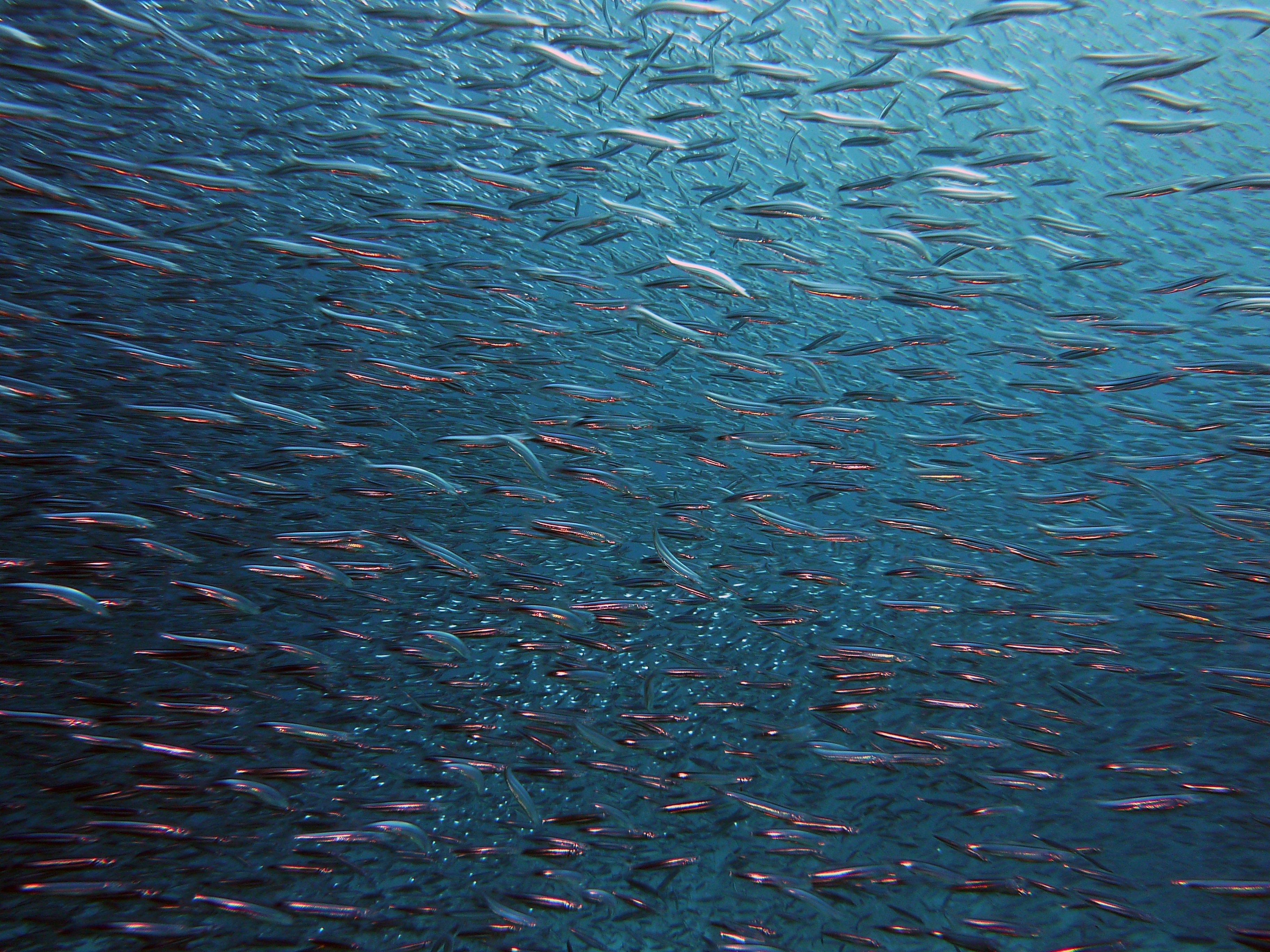 School of Fish